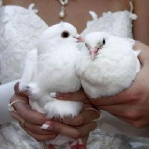 Star-wedding - Весільні голуби
