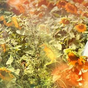 HEPPY WEDDING (Олексій Лесик) HEPPY WEDDING (Олексій Лесик)