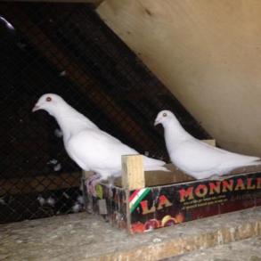 Голуби на прокат Черновецкий Голуби на прокат Черновецкий