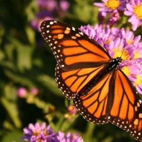 САЛЮТ ИЗ ЖИВЫХ БАБОЧЕК САЛЮТ ИЗ ЖИВЫХ БАБОЧЕК