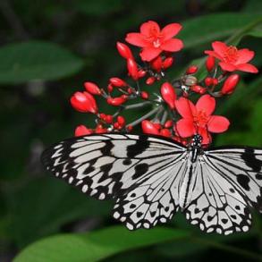 САЛЮТ ИЗ ЖИВЫХ БАБОЧЕК НА СВАДЬБУ Ексклюзив на ваше весілля