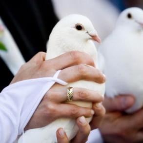 Весільні голуби Весільні голуби